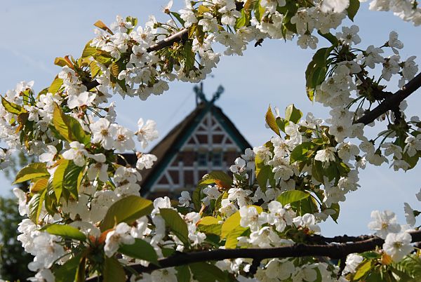  2440_24 Kirschbluete im Altes Land - Giebel vom Fachwerkhaus. | Fruehlingsfotos aus der Hansestadt Hamburg; Vol. 2